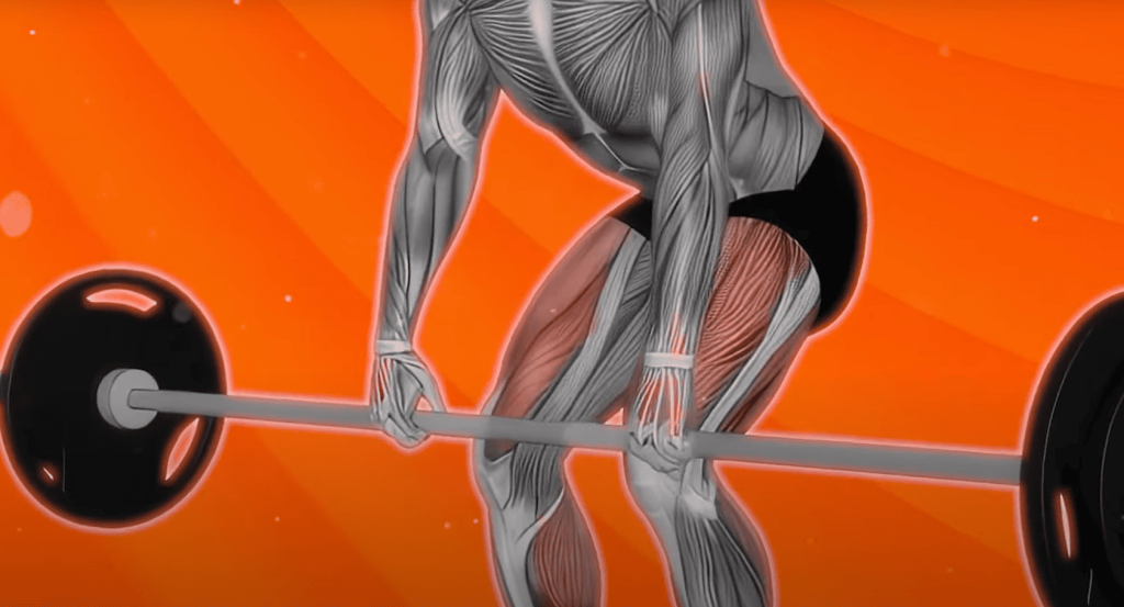 Key Muscle Groups Targeted by Deadlifts